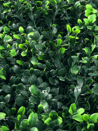 Close-up detail of artificial boxwood-style hedge panel showing dense dark and bright green small oval leaves with subtle…