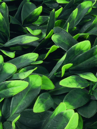 Close-up detail of artificial hedge panel showing mixed dark and bright lime green plastic leaves layered densely together
